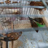 قناری 9 عدد نر|پرنده|شادگان, |دیوار