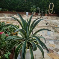 گلهای بیرونی|گل و گیاه طبیعی|نشتارود, |دیوار