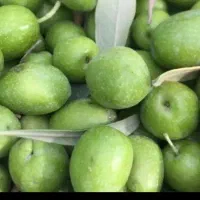زیتون|خوردنی و آشامیدنی|علی‌آباد کتول, |دیوار