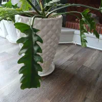 گل وگلدان