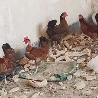 مرغ وخروس محلی اصل|حیوانات مزرعه|باوی, |دیوار