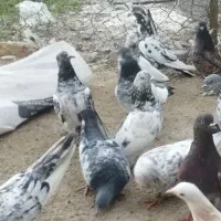 کفتر پرشی