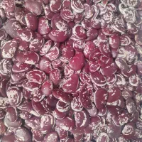 لوبیا عروس فقط کلی فروخته میشود