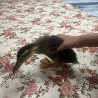 اردک|حیوانات مزرعه|تهران, شهران شمالی|دیوار