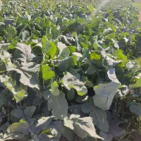 سر و خود شلغم|حراج|بیرجند, |دیوار