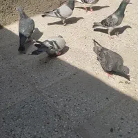 تربت حیدریه|پرنده|تربت‌حیدریه, شهید بهشتی|دیوار