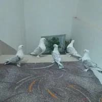 کبوتر بلژیکی
