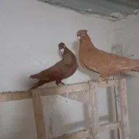 کبوتر