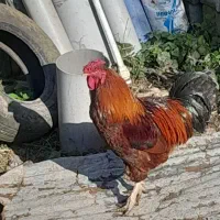 خروس محلی|حیوانات مزرعه|اطاقور, |دیوار