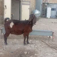 بز داشتی