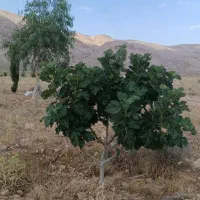 زمین-باغی-درخت-انجیر-ثمری