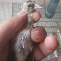جوجه سره وسره قناری  تولکی وجوجه|پرنده|ری, سیزده آبان|دیوار