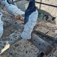 کبوتر یال|پرنده|شهرضا, |دیوار