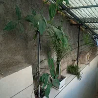 گل نخل مرداب وگل خر گوشی ارتفاع یک نیم متر