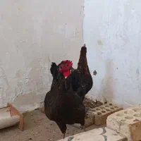مرغ سیاه در حمیدیه|حیوانات مزرعه|اهواز, امانیه|دیوار