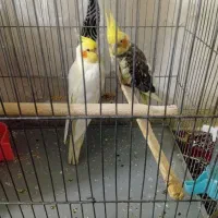 عروس هلندی نروماده سالم با سه عدد جوجه باقفس