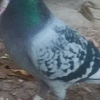 کبوتر گم شده
