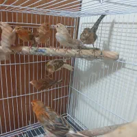 جوجه قناری نروماده