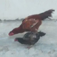 خروس لاری|حراج|کرمانشاه, |دیوار