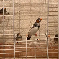 فنچ بنگالی ، کینگ ، زبرا