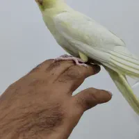 عروس هلندی|پرنده|کردکوی, |دیوار