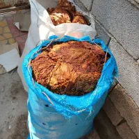 برگ زرد|گل و گیاه طبیعی|بندر ماهشهر, |دیوار