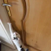 واگذاری گربه با وسایل|گربه|اصفهان, میرعماد|دیوار