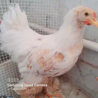 مرغ برهما، قد کشیده و خوشرنگ|حیوانات مزرعه|قم, پردیسان|دیوار