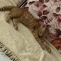 واگذاری گربه دی اس اچ نارنجی|گربه|قزوین, |دیوار