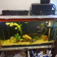 آکواریوم با تمام وسایل|ماهی|اصفهان, شفق|دیوار