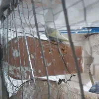 هفتم مرغ عشق جفت دارم