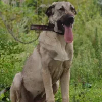 واگذاری ماده پژدر ،عراقی|سگ|رودسر, |دیوار