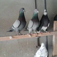 کبوتر تهرانی پرشی