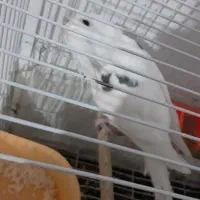 یک جفت البینودوکت|پرنده|چناران, |دیوار