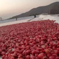 زغال اخته خشک بدون هسته|خوردنی و آشامیدنی|تهران, سلسبیل شمالی|دیوار