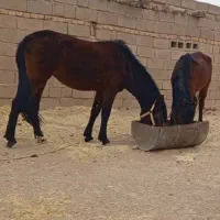 اسب پالونی بارکش|حیوانات مزرعه|ابرکوه, |دیوار