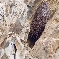 عسل طبیعی