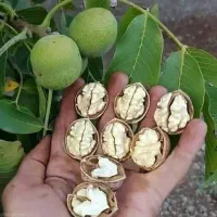 سیب لبنان|حراج|قزوین, |دیوار