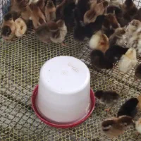 جوجه مرغ|حیوانات مزرعه|زرگرشهر, |دیوار