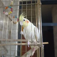 عروس هلندی ماده دستی|پرنده|سیرجان, |دیوار