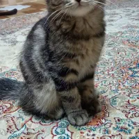 گربه بریتیش اسکاتیش