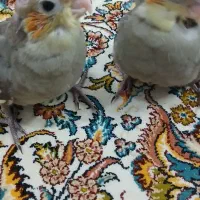 عروس هلندی به شرط سالمی|پرنده|قم, بلوار امین و ساحلی|دیوار