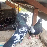کفتر