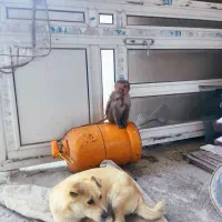 واگذاری سگ مینون پنج ماهه