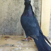 یک عدد کفتر چشم نوک