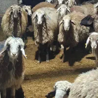 سلاخ و گوسفند زنده