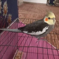 عروس هلندی نر
