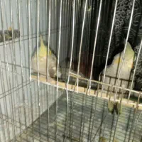 جوجه عروس هلندی