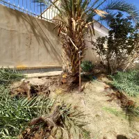 کار درخت خرما|خدمات باغبانی و درختکاری|سراوان, |دیوار