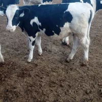 گوساله هلشتاین